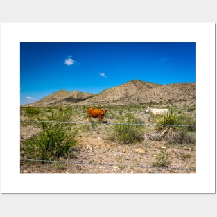 Criollo Cattle on the Open Range Posters and Art